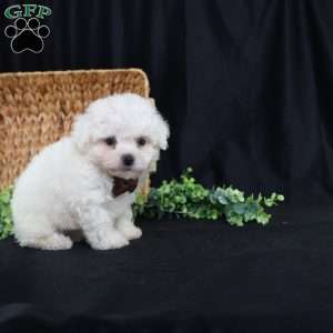 Nicky (Tiny), Bichon Frise Puppy